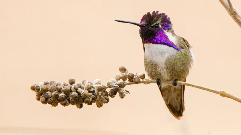 Costa’s Hummingbird 2