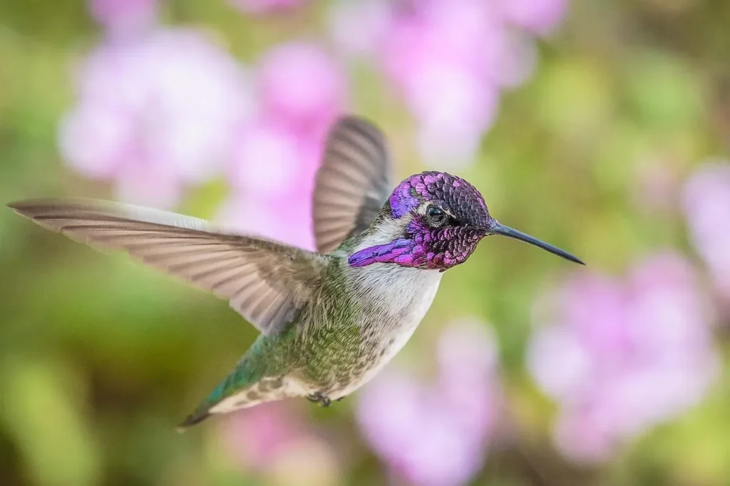 Costa’s Hummingbird 4