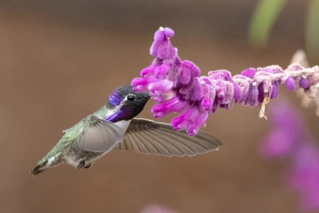Costa’s Hummingbird 9