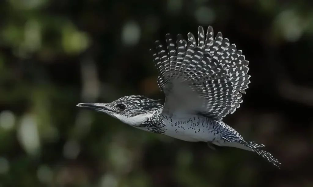 Crested Kingfisher 15
