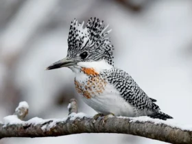 Crested Kingfisher 1