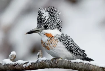 Crested Kingfisher 1