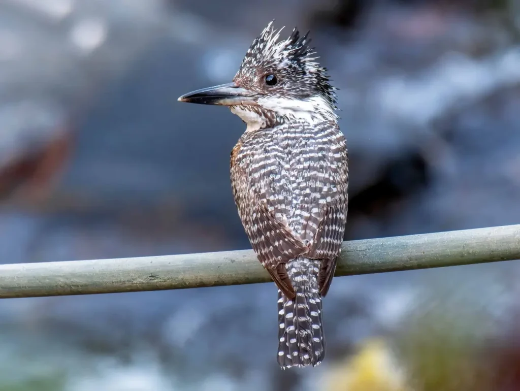 Crested Kingfisher 11