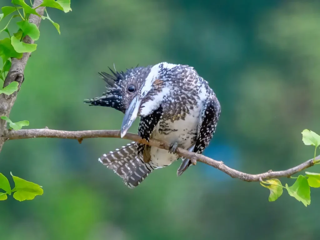 Crested Kingfisher 12