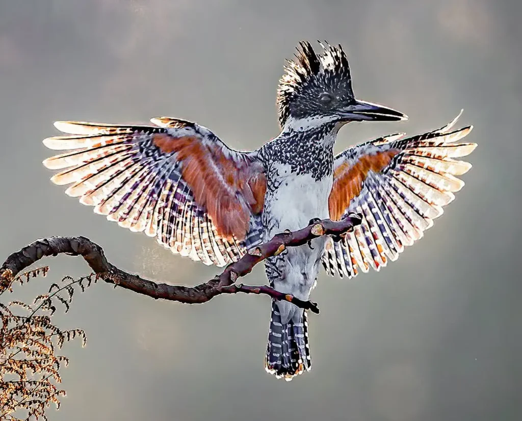 Crested Kingfisher 13