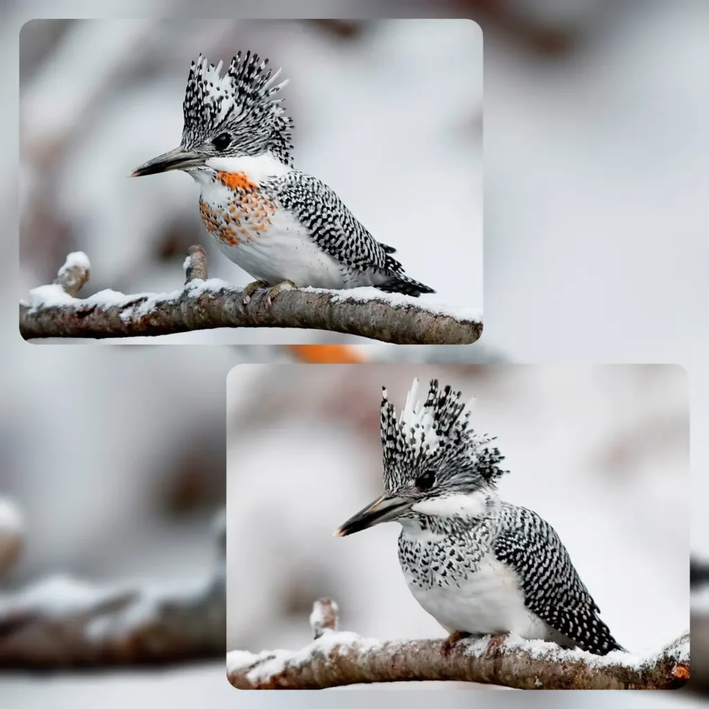 Crested Kingfisher 14