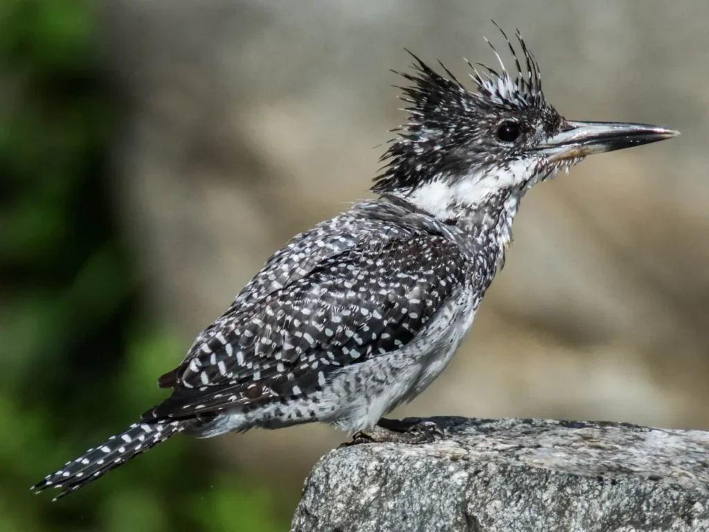 Crested Kingfisher 2