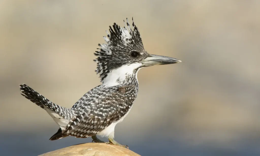 Crested Kingfisher 3