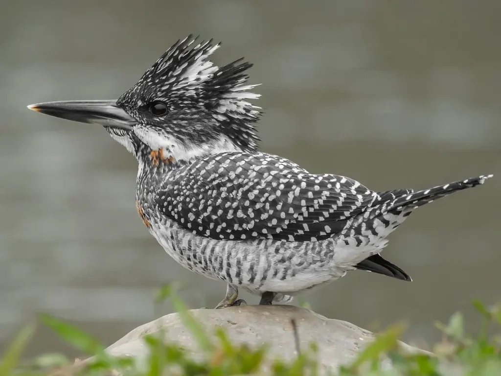Crested Kingfisher 4