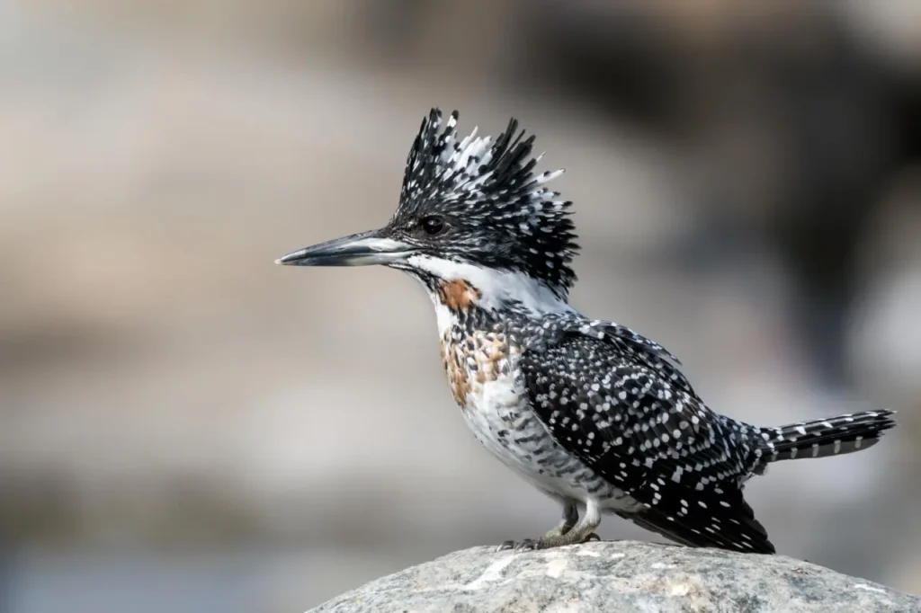 Crested Kingfisher 5