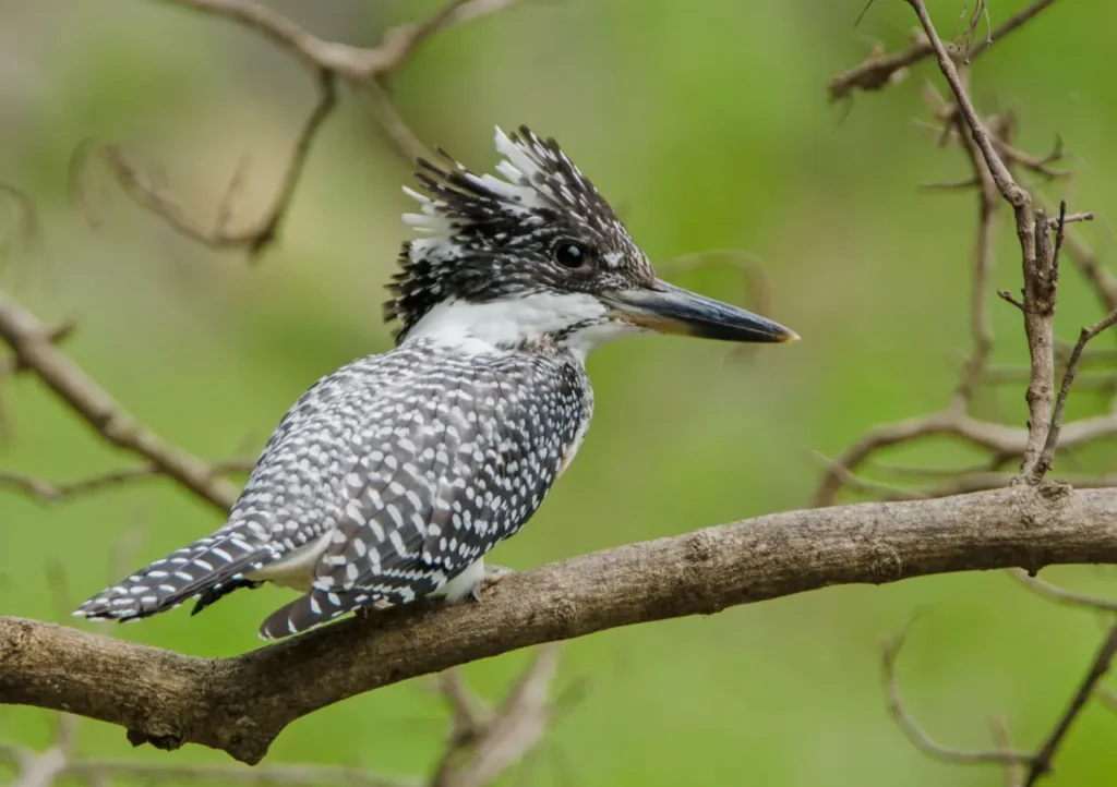 Crested Kingfisher 6