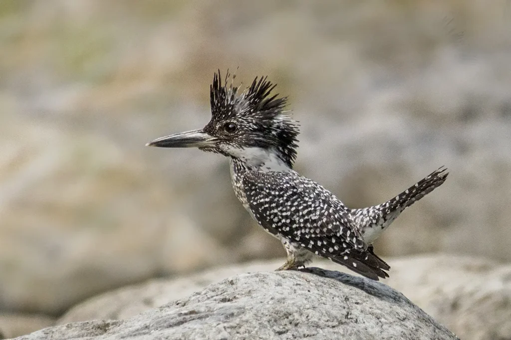 Crested Kingfisher 7