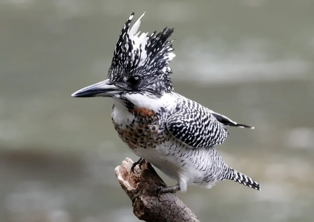 Crested Kingfisher 8