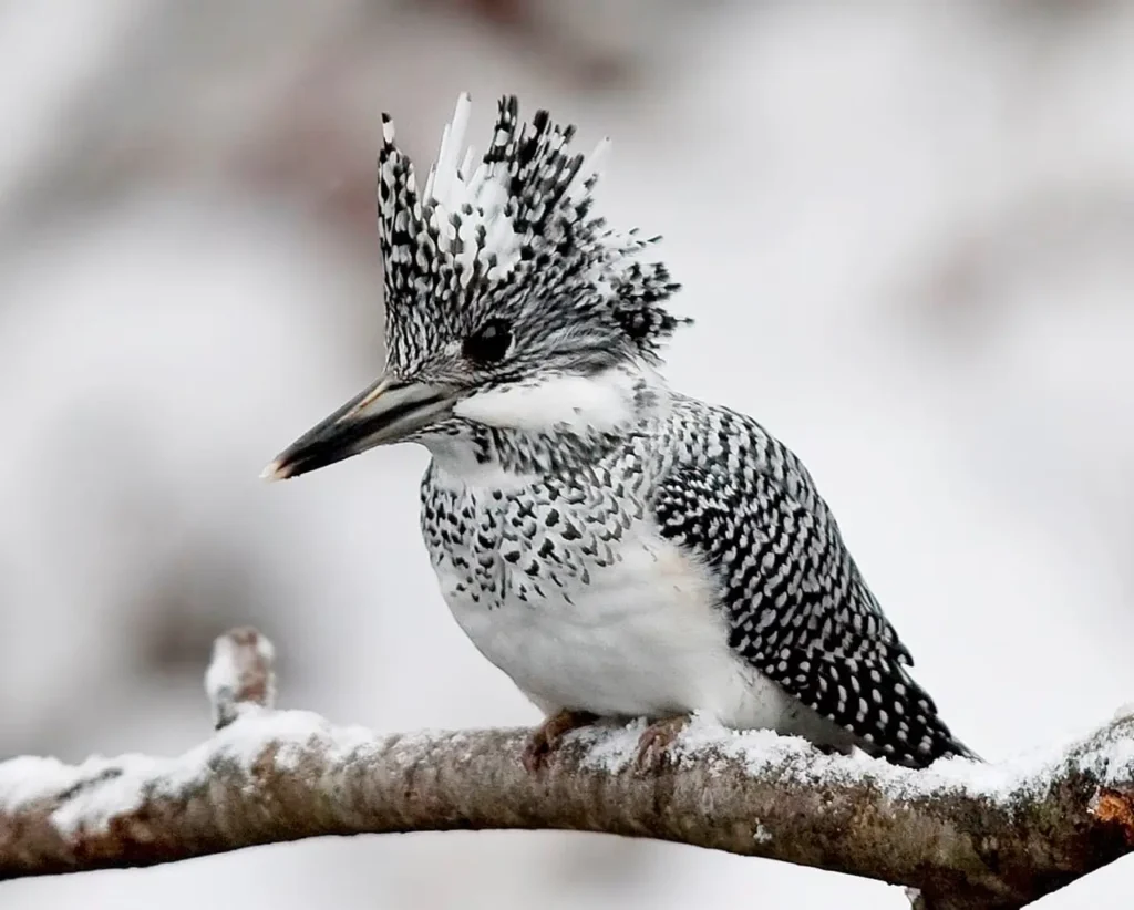 Crested Kingfisher 9