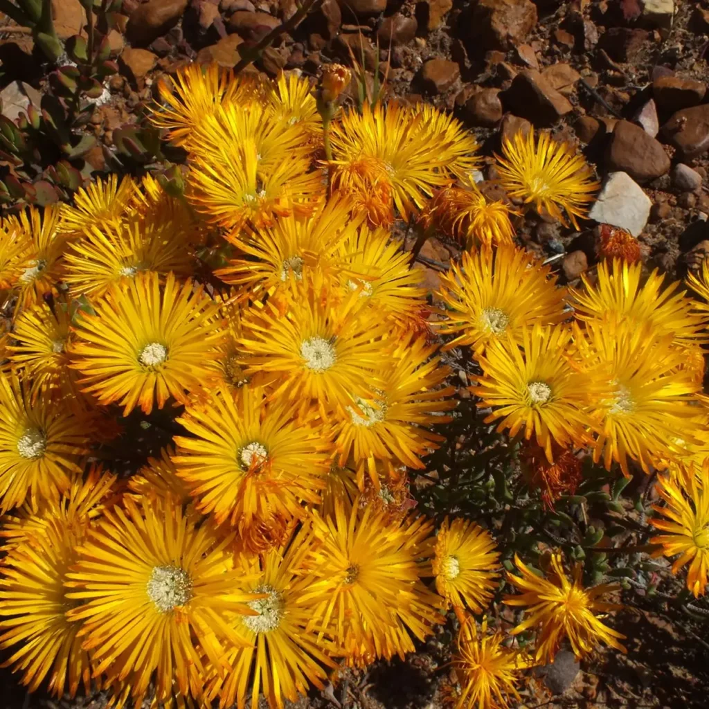 Dewflower (drosanthemum) 13