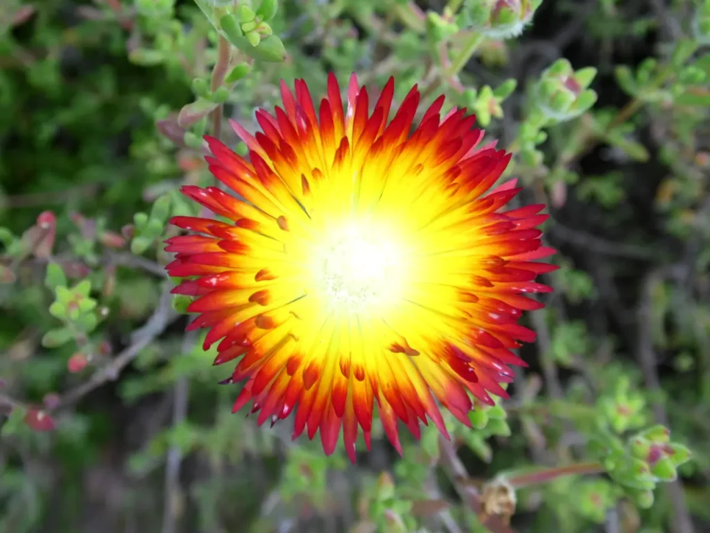 Dewflower (drosanthemum Bicolor) 1