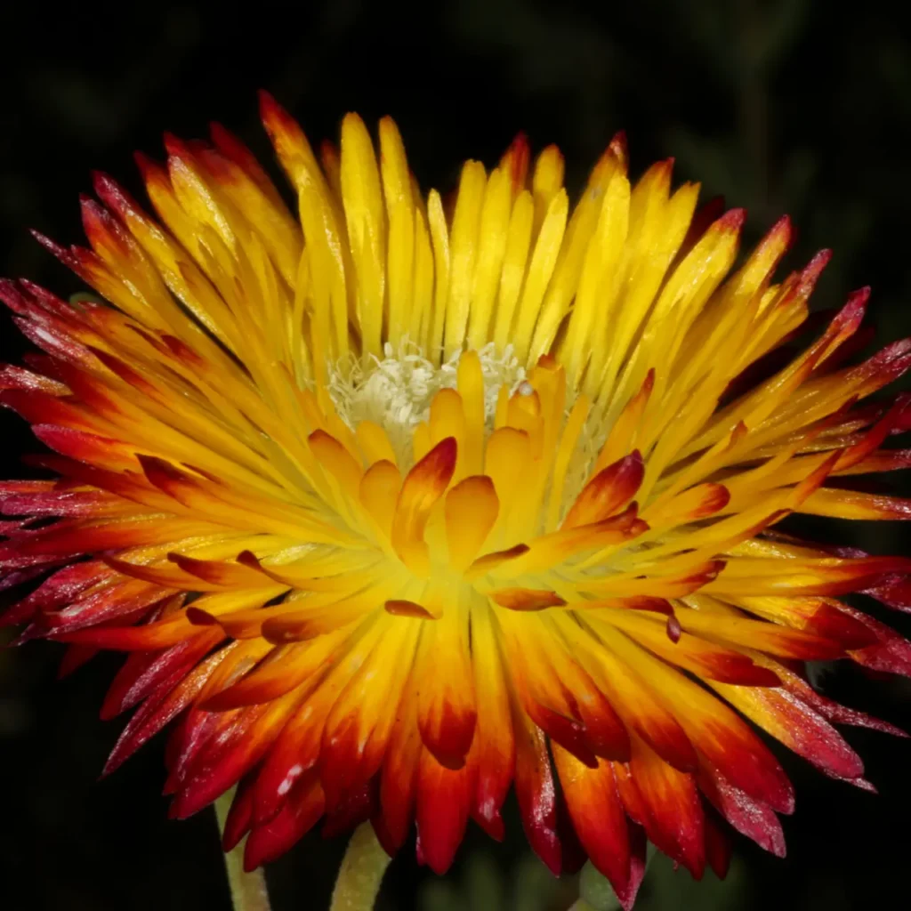 Dewflower (drosanthemum Bicolor) 4