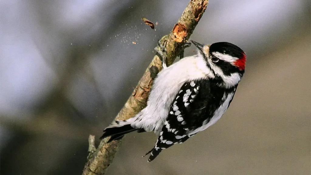 Downy Woodpecker 10