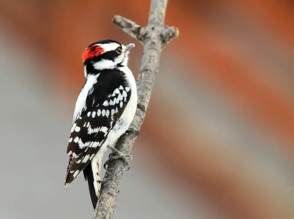 Downy Woodpecker 11