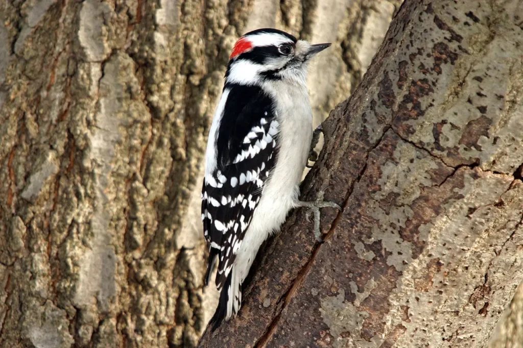Downy Woodpecker 6