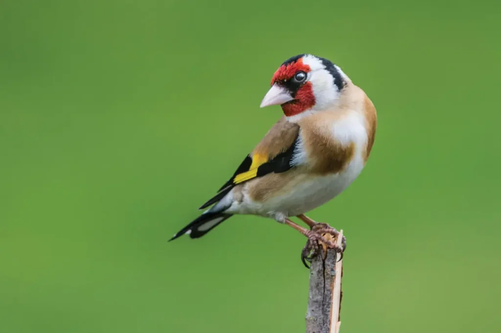 European Goldfinch 10