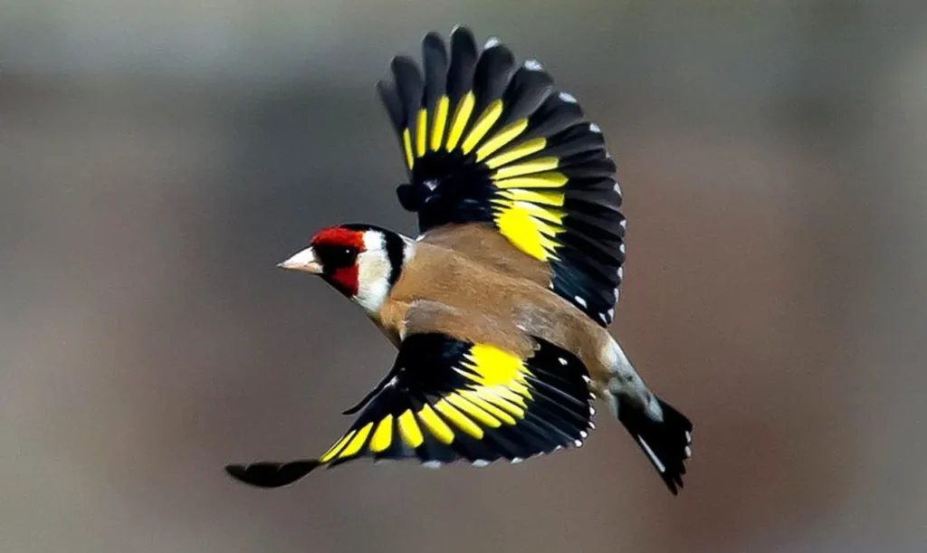 European Goldfinch 11