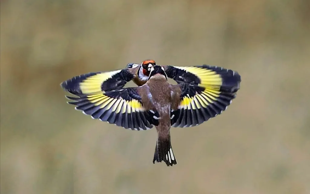 European Goldfinch 13