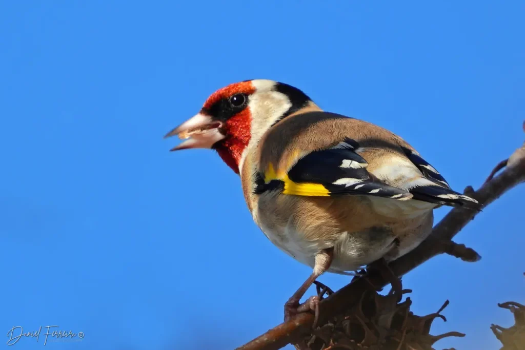 European Goldfinch 14