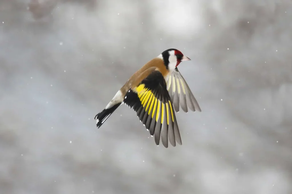 European Goldfinch 17