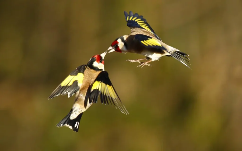 European Goldfinch 18