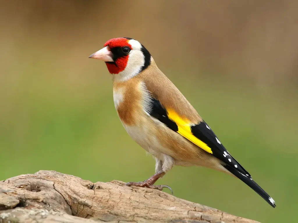 European Goldfinch 19