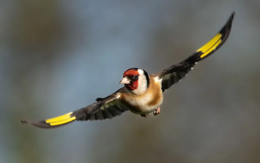 European Goldfinch 20
