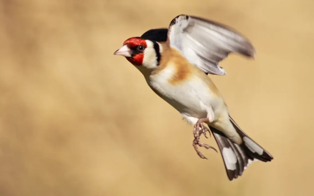 European Goldfinch 21
