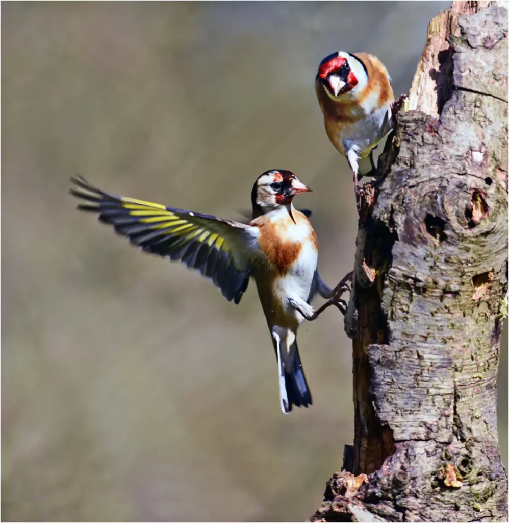 European Goldfinch 23