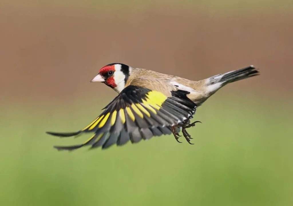 European Goldfinch 24