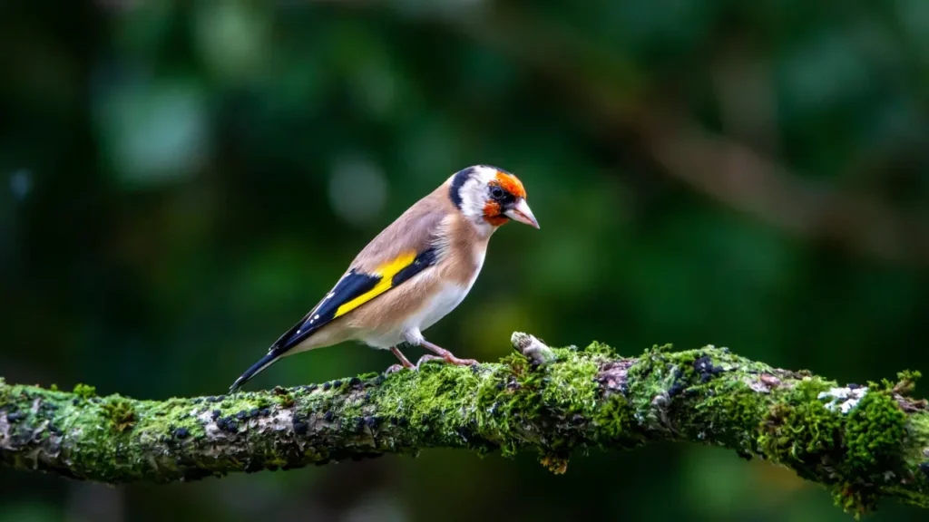 European Goldfinch 27