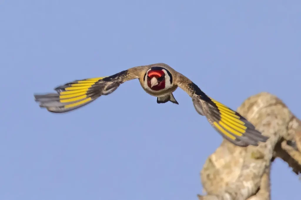 European Goldfinch 28