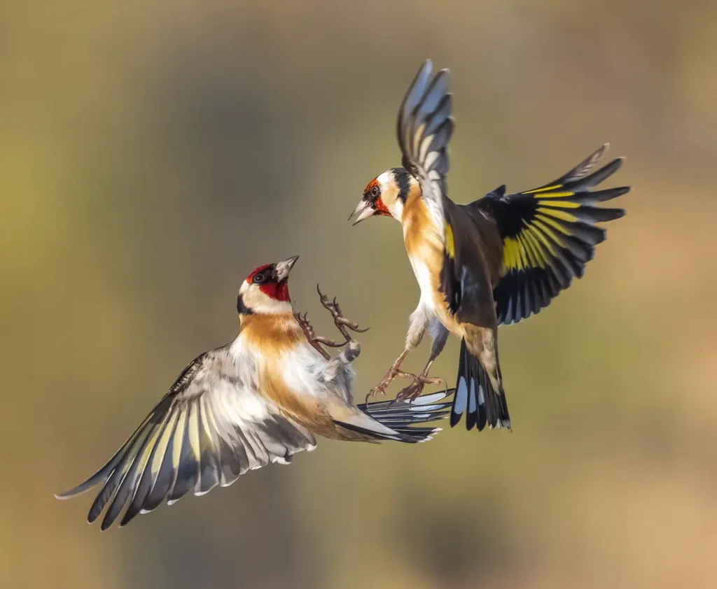 European Goldfinch 29