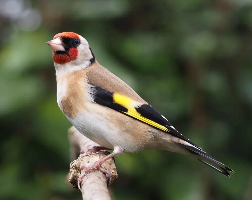 European Goldfinch 3
