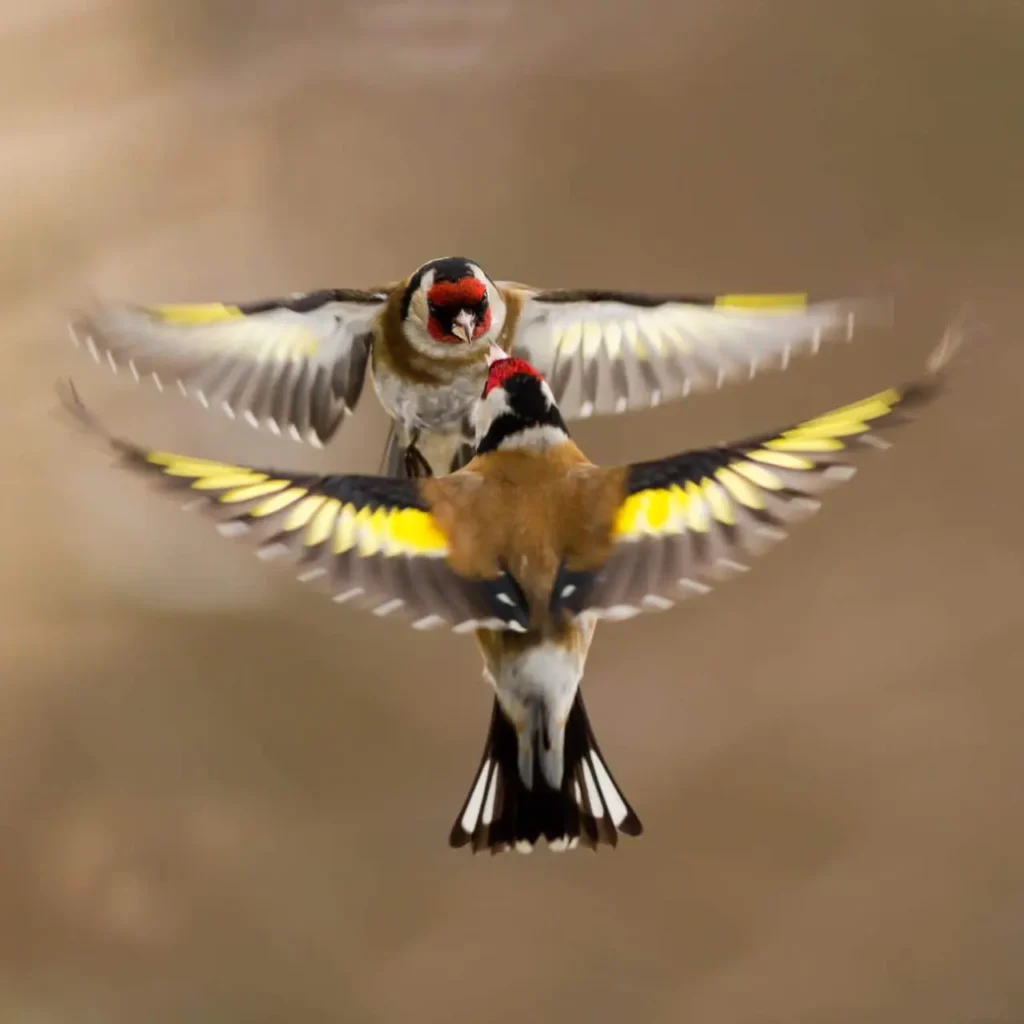 European Goldfinch 31