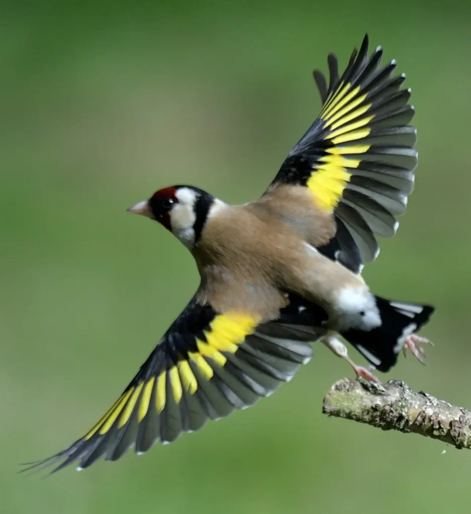 European Goldfinch 32