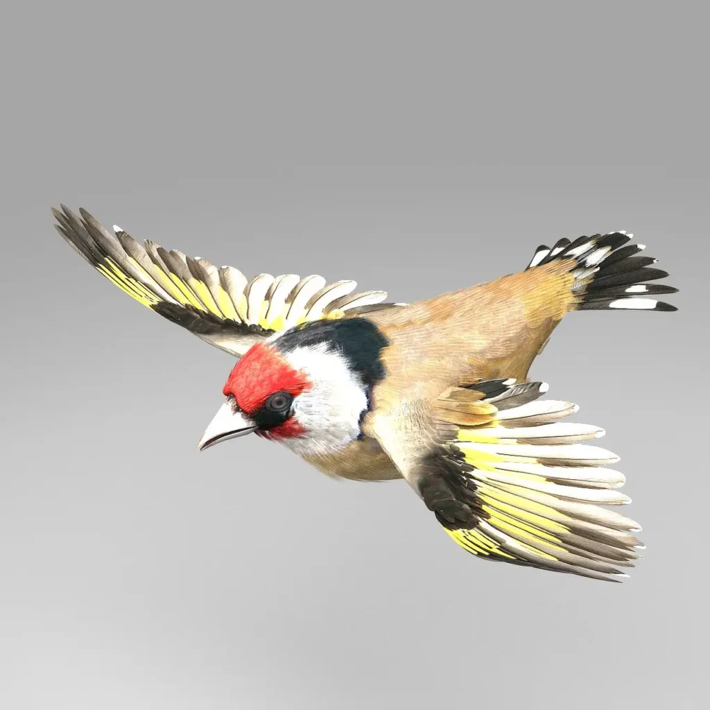 European Goldfinch 34