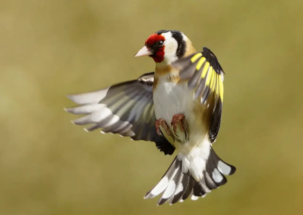 European Goldfinch 37