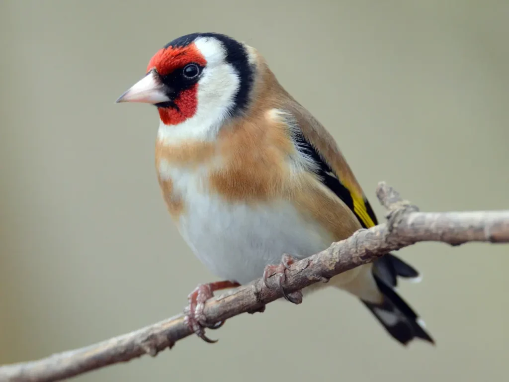 European Goldfinch 4