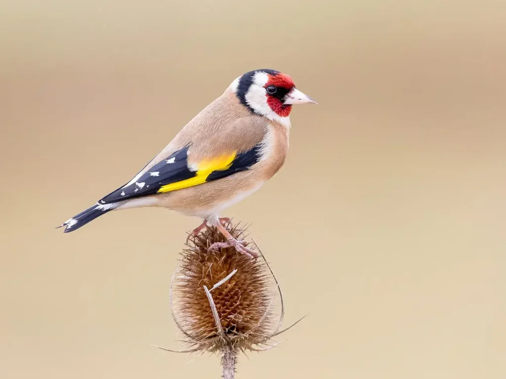 European Goldfinch 7