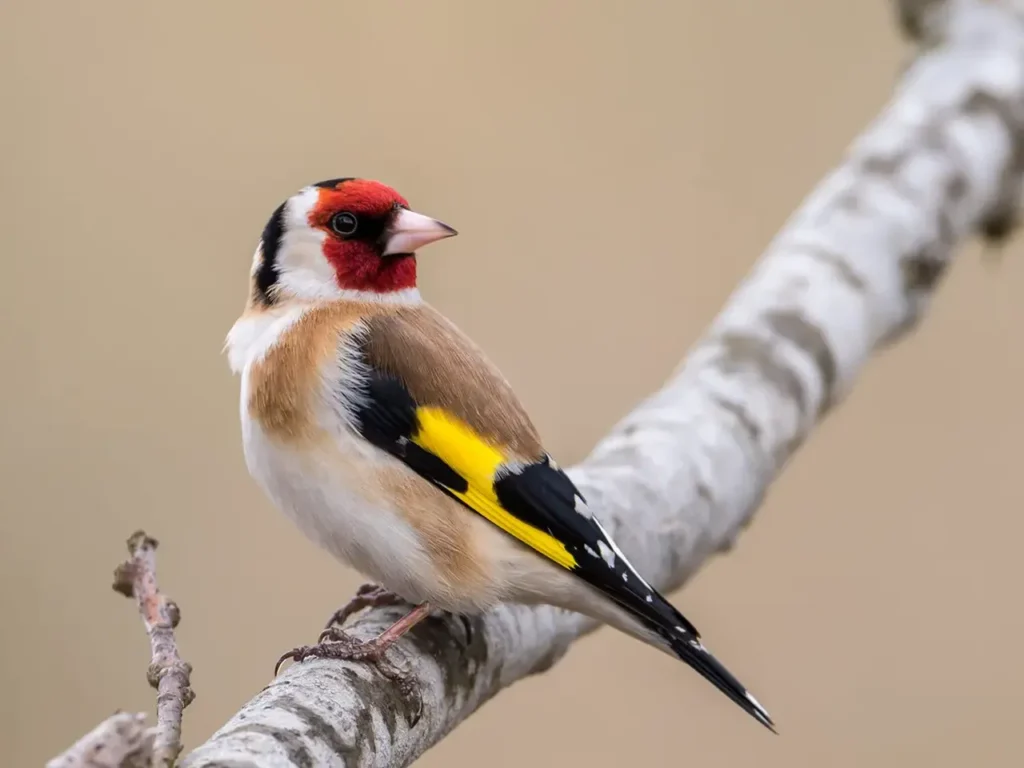 European Goldfinch 9