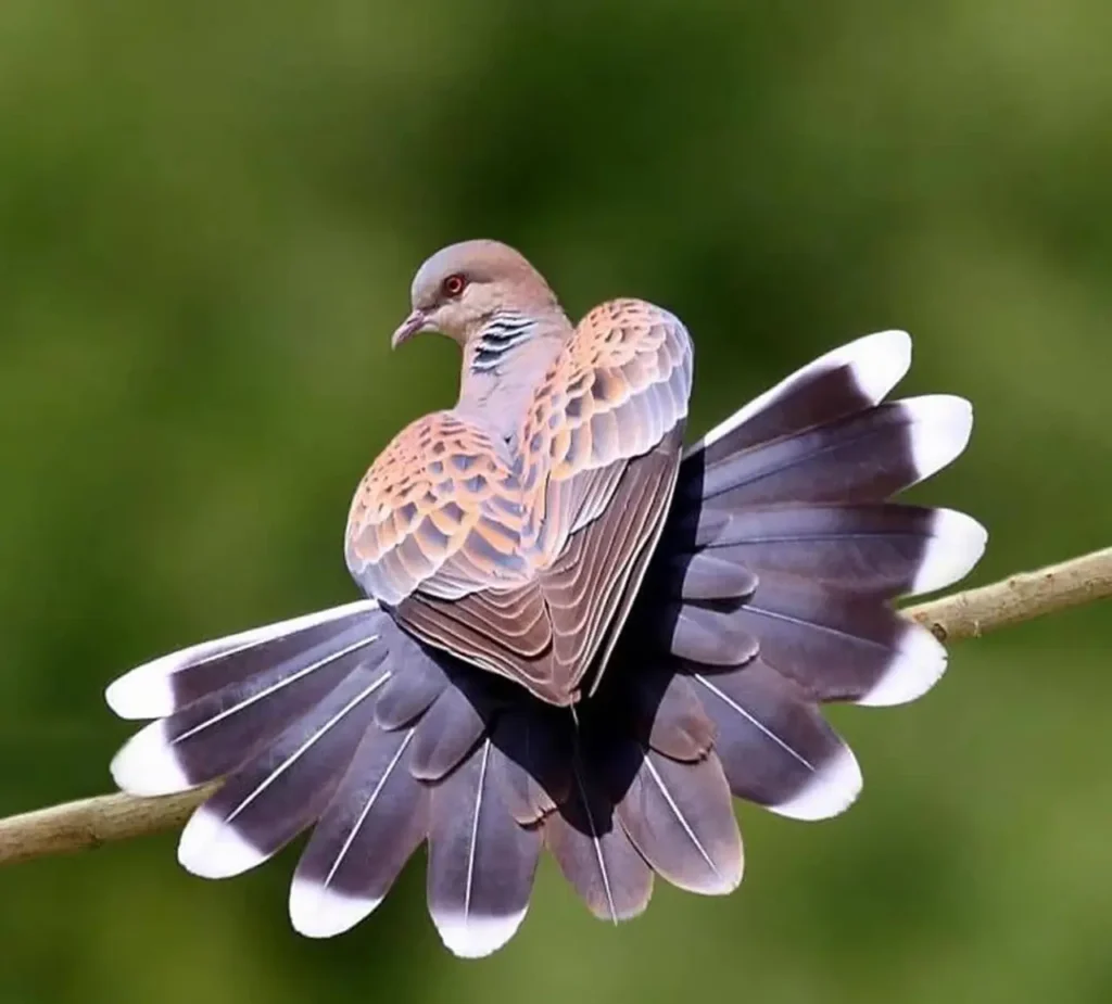 European Turtle-dove 7