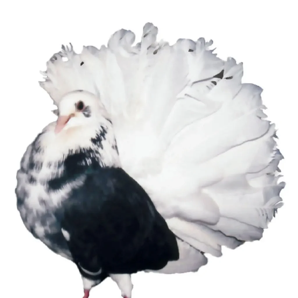 Fantail Pigeon 1