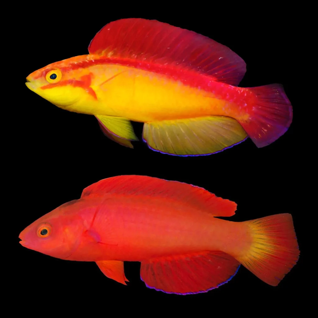 Flame Wrasse 1