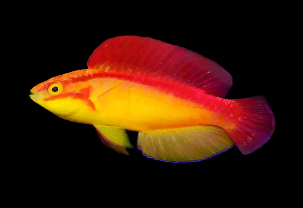 Flame Wrasse 10